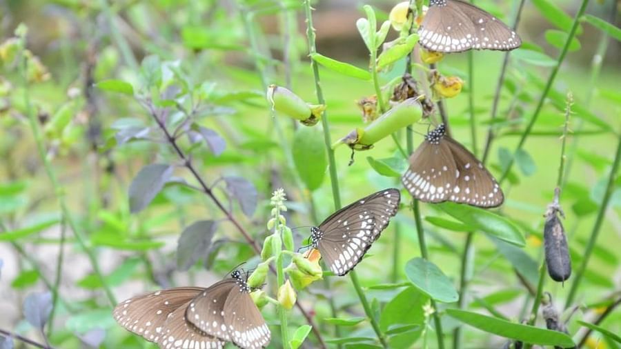 Butterfly garden