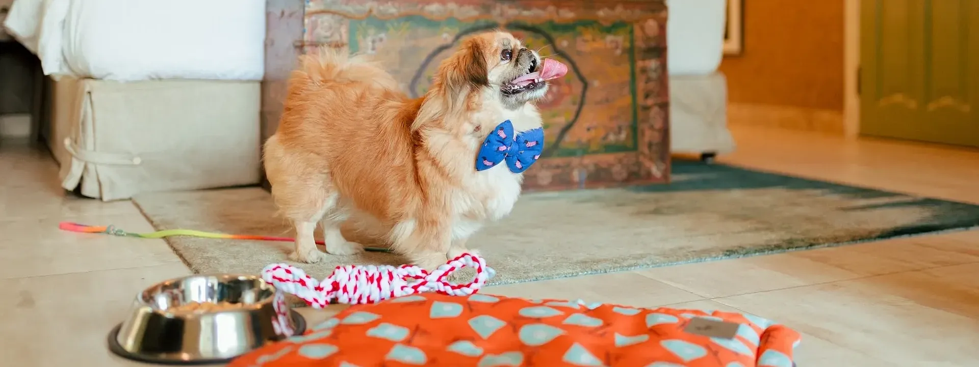 Dog wearing a bow tie sitting on a mat beside a pet bowl in a hotel bedroom at Karma Chalets.