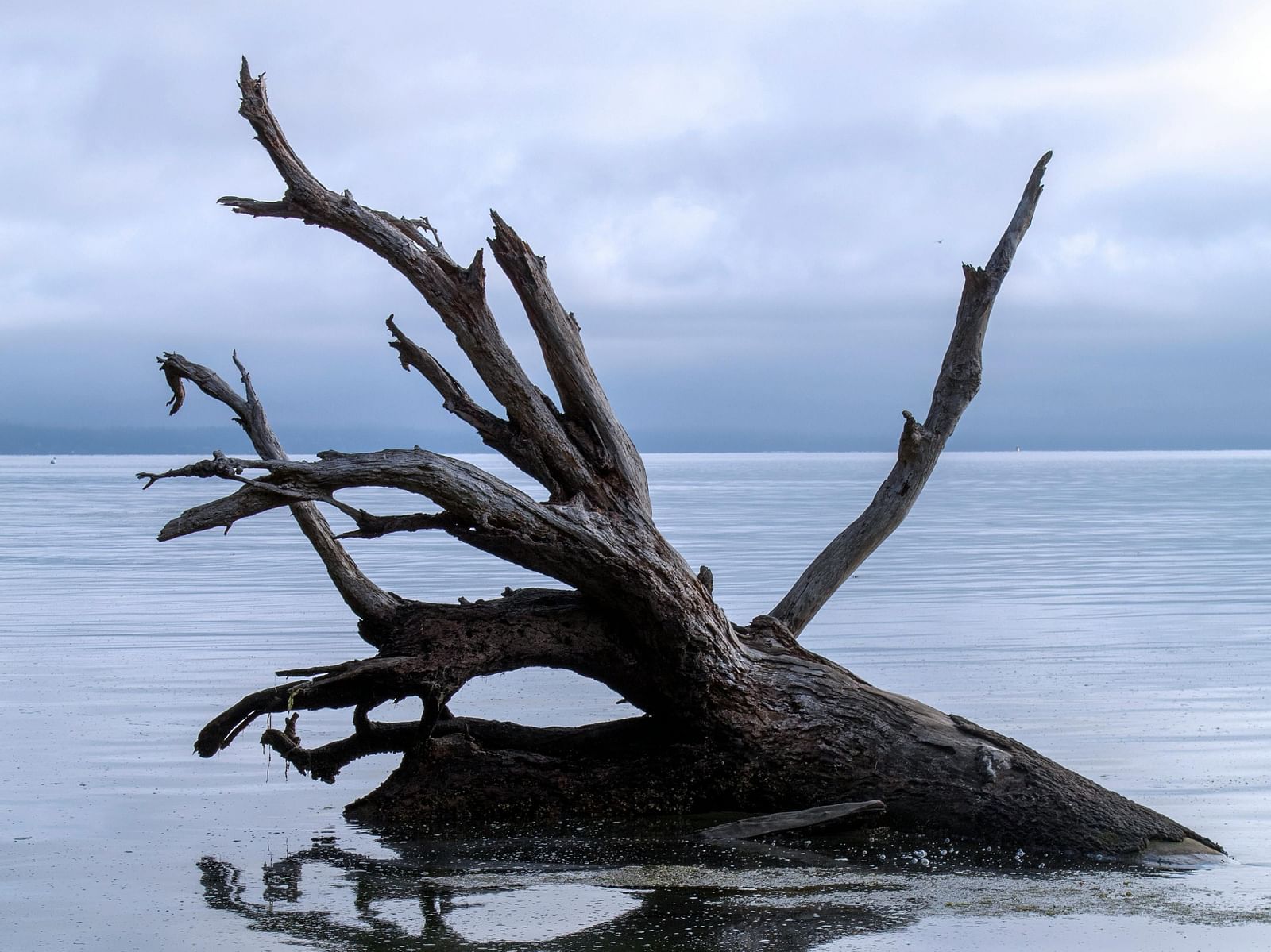 A view of a tree trunk placed in water on a cloudy day