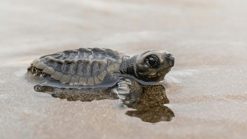 Baby sea turtle in shallow water on a beach.