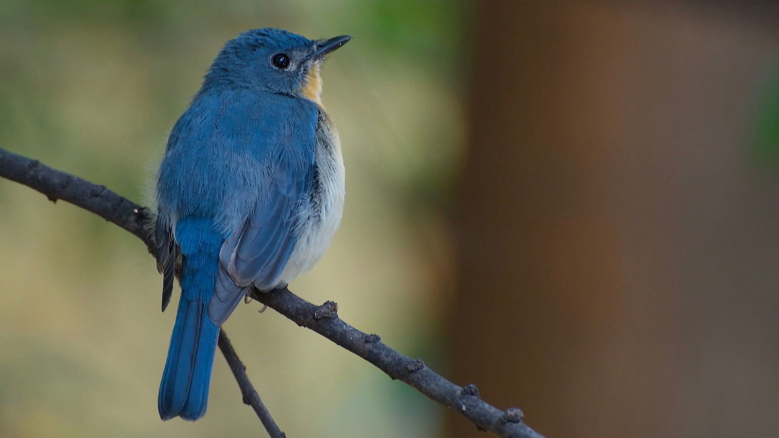 A close up shot of a Tickell's Blue Flycatcher perched on a small branch.