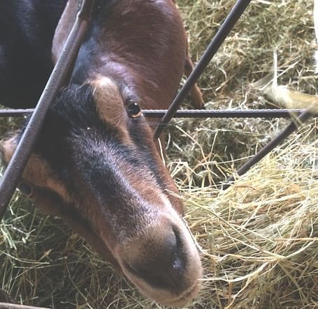 A close-up of a horse eating hay behind a metal fence in a barn setting.