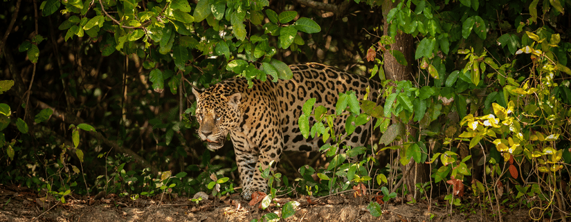 jungle safari dandeli