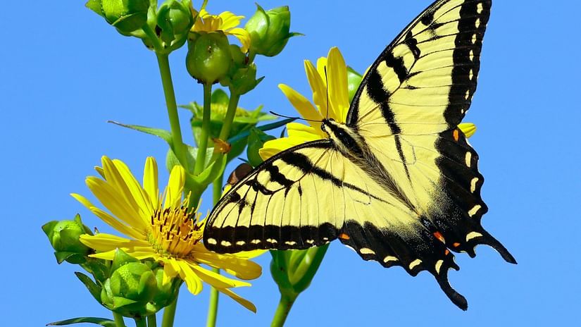 A butterfly sitting on a flower.