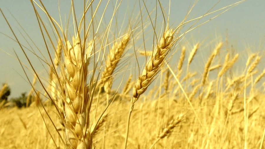 A close shot of paddy fields in Pench featuring seeds of wheats.