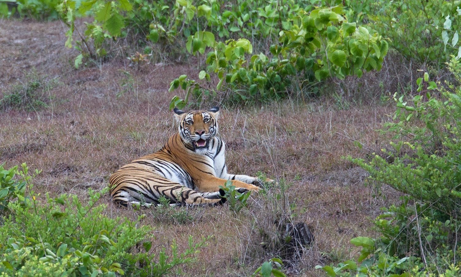 Royal Bengal tiger resting in Nagarhole forest.