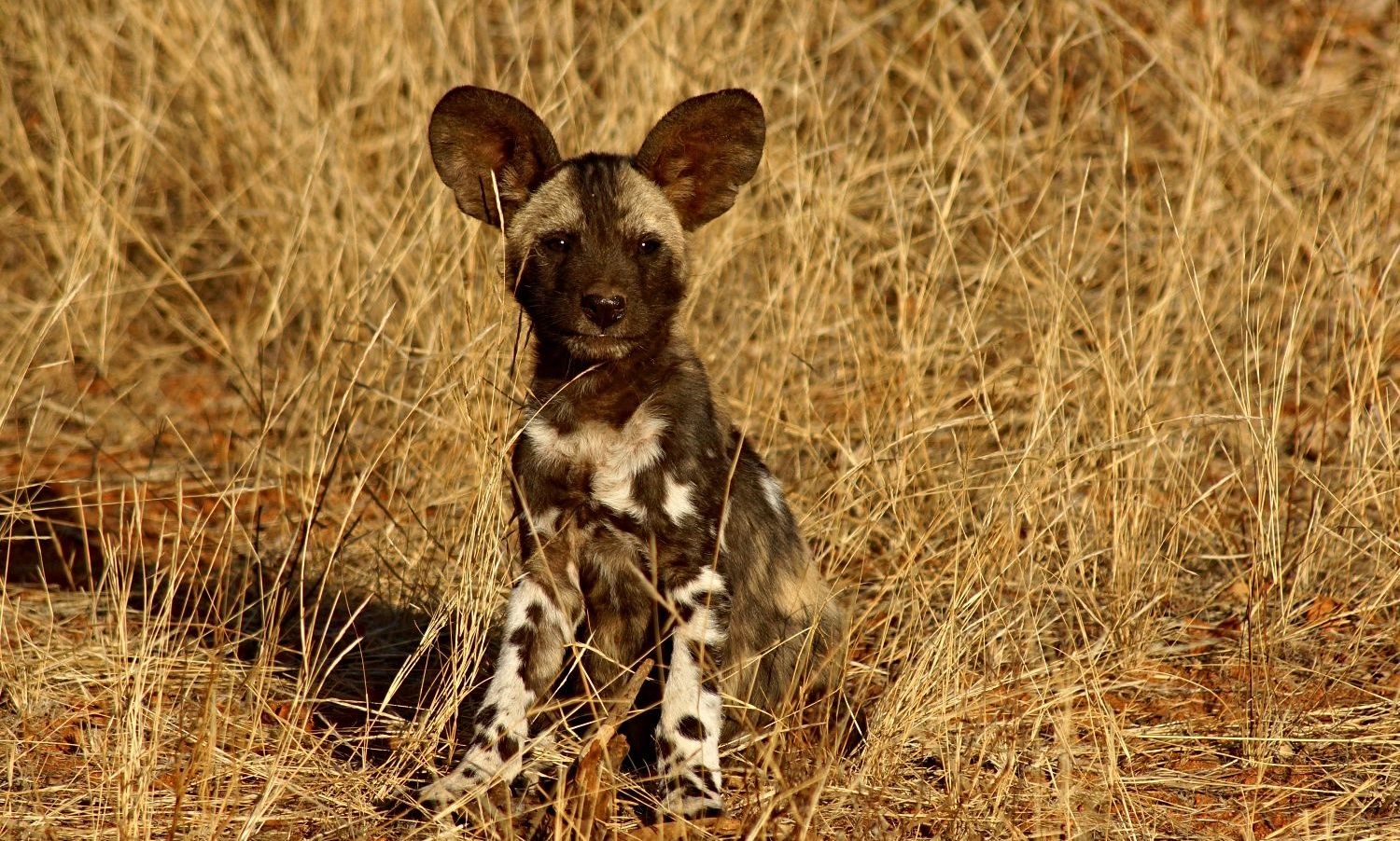 African wild dog pup sitting in dry grass.