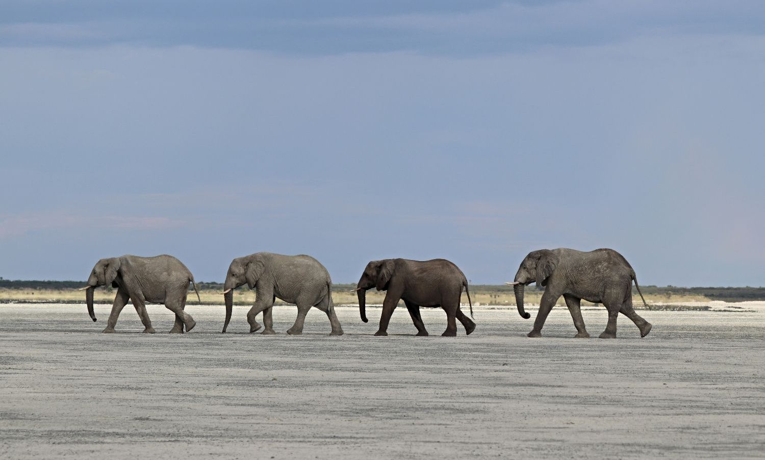 Four elephants walking across a dry, open landscape.