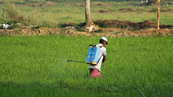 A person walking through a green rice field wearing a hat and carrying a backpack sprayer.