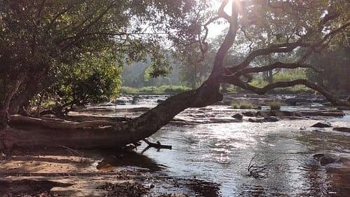 Sunlight through trees by a riverbank.