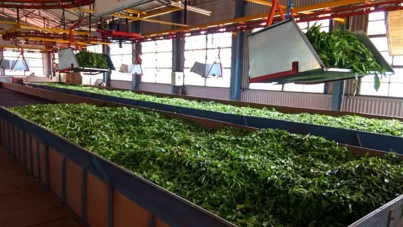 The machine separating tea leaves in the tea factory