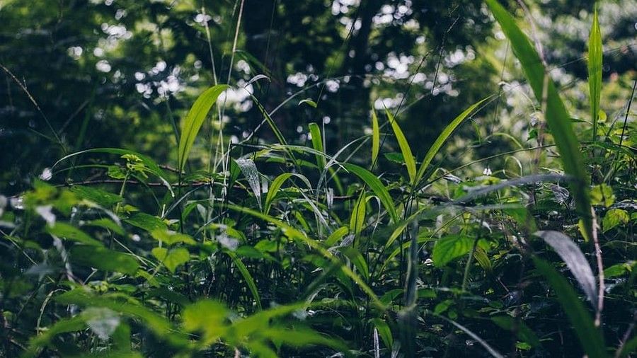 An eye level image of the plant , Amanvana Resort Spa, Coorg Resort
