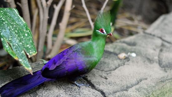 GREEN TURACO