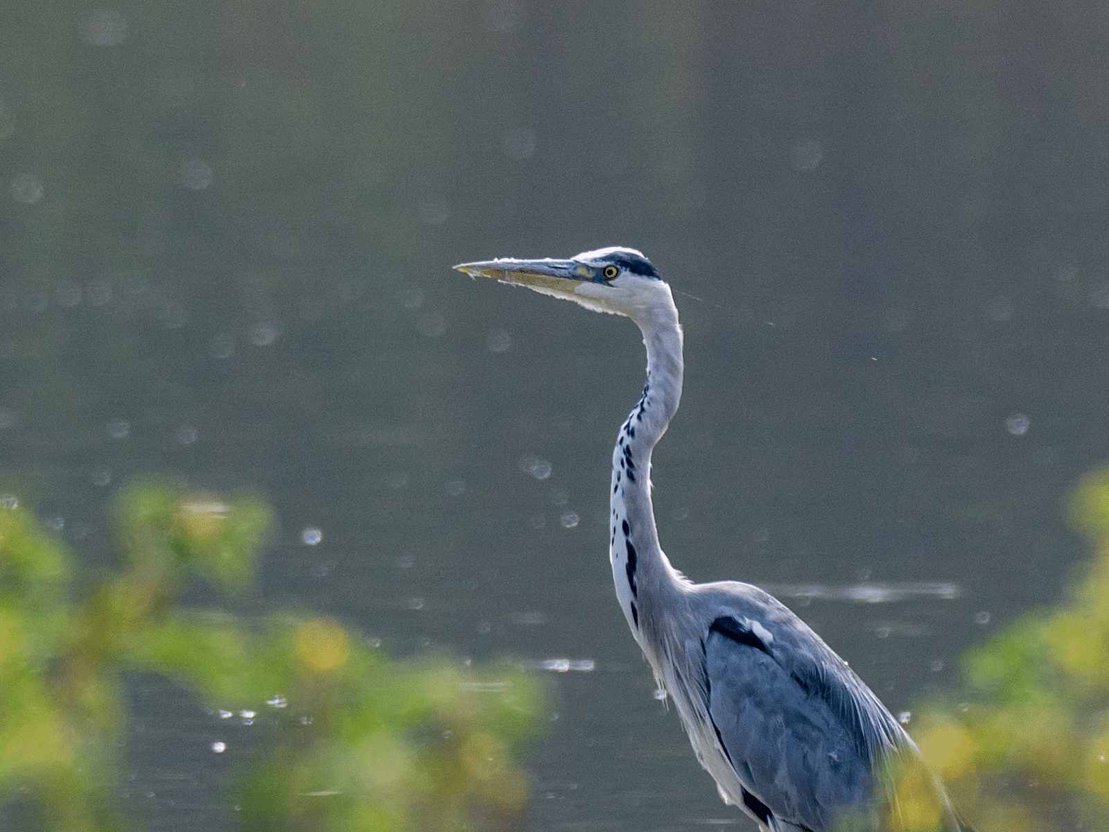 A picture featuring a Grey Heron standing in the water captured in the day time