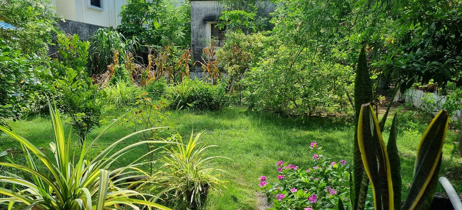 Close up shot of the garden area with several neatly trimmed plants at Dream Vision Guest House.