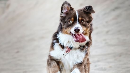 a dog running in a field