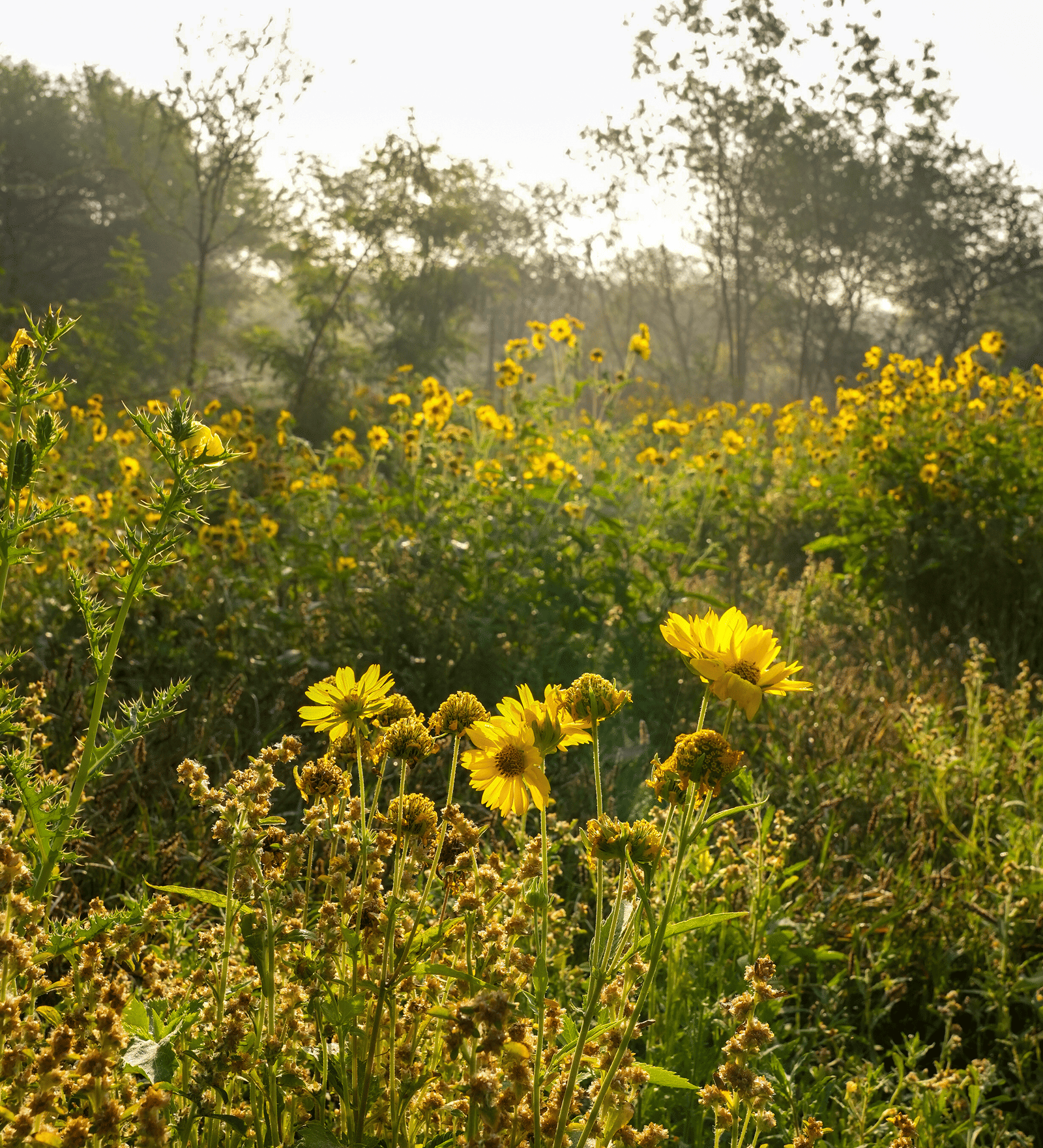 devakad-forest