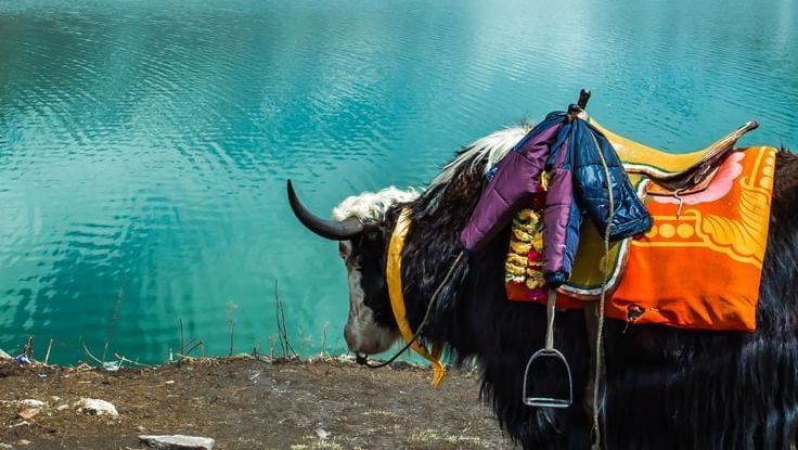 A bull standing beside a lake and snow peaked mountains.