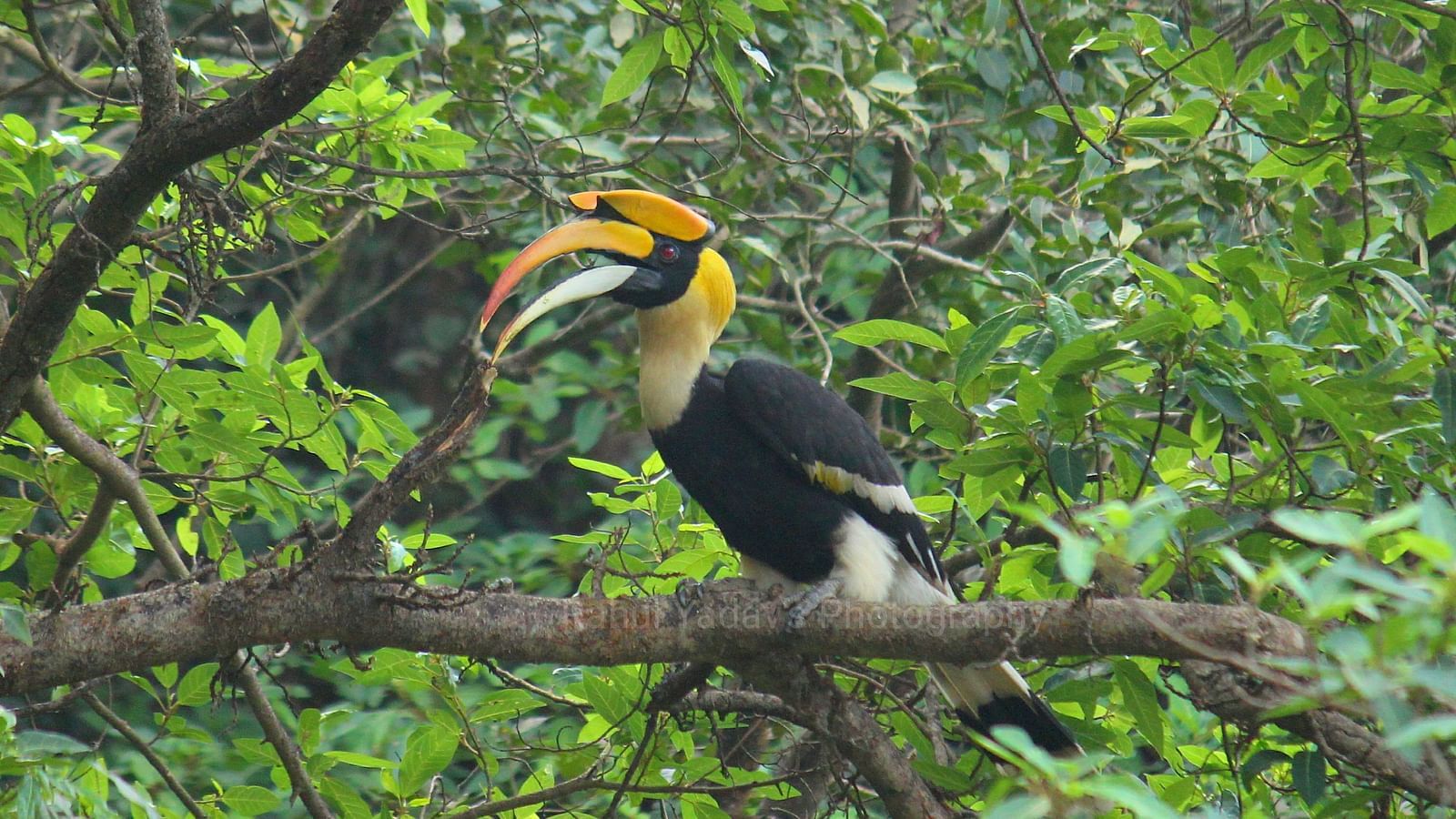 A great hornbill sitting on a tree branch covered by lush green trees all around captured by Rahul Yadav