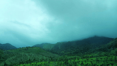 A view of the tea estates in the foreground with trees with dark clouds over the mountains in the background.