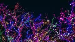 An image of trees decorated with colourful fairy lights during a dark night.