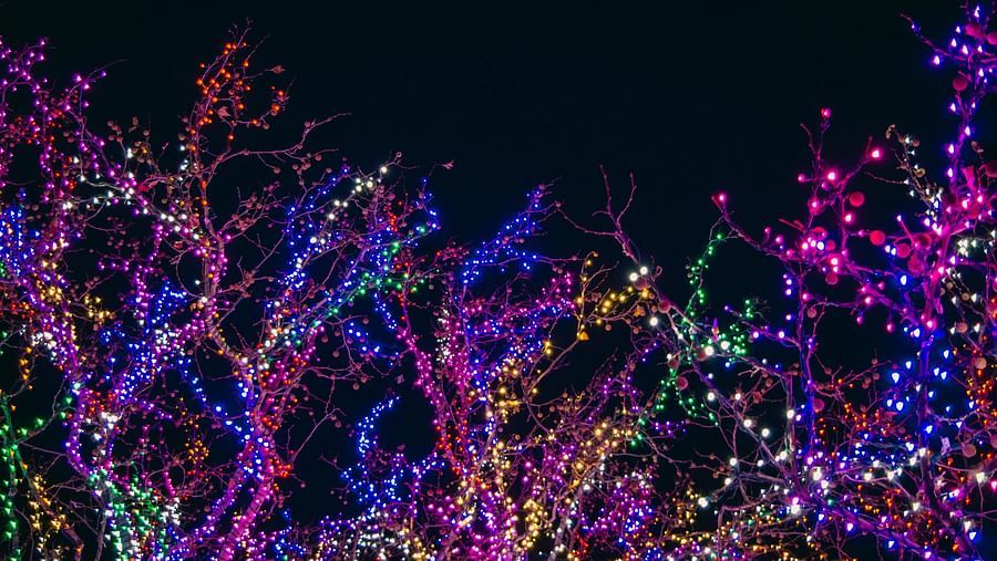 An image of trees decorated with colourful fairy lights during a dark night.