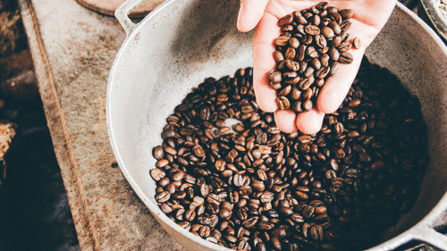 A hand holds a pile of roasted coffee beans over a large metal pot filled with more beans.