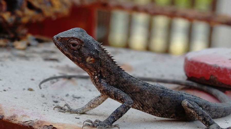 A reddish-brown garden lizard captured mid-motion on a red-and-white painted surface near a blurred fence backdrop.