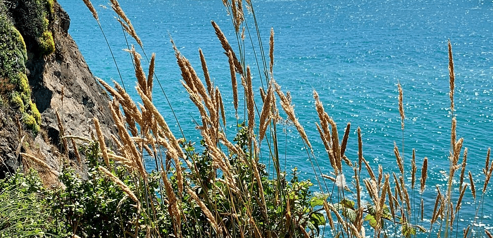 Grasses on a cliff edge overlook a vast body of water with a distant rocky formation.