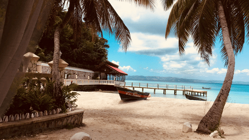 palm trees at a beach