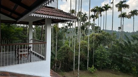 A Beautiful view of tall coconut trees from the balcony of Ananda Holiday Home, Wayanad
