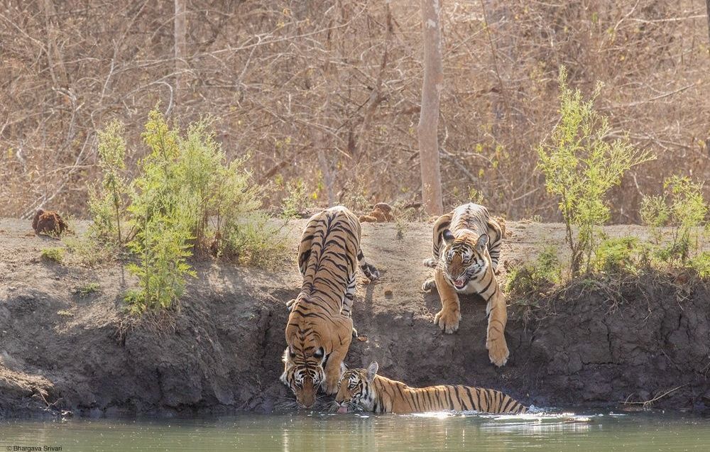 Three tigers by a water body in Kabini.
