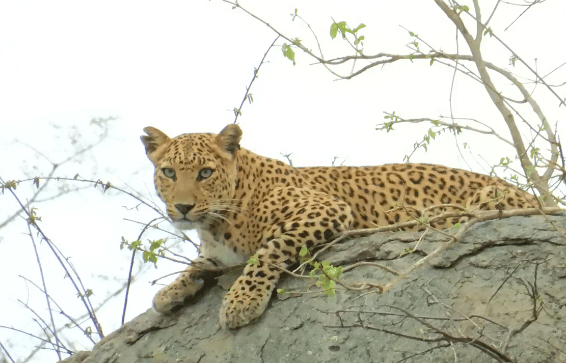 Image of  a leopard resting on a boulder