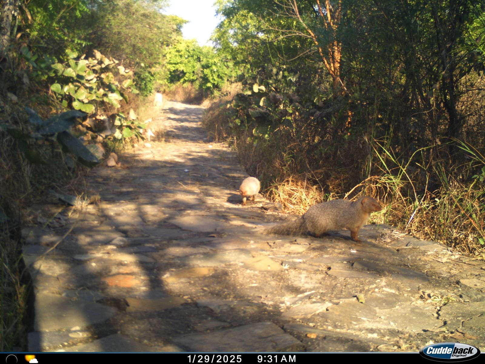 Picture of two Indian Grey Mongoose captured while it is resting on the ground