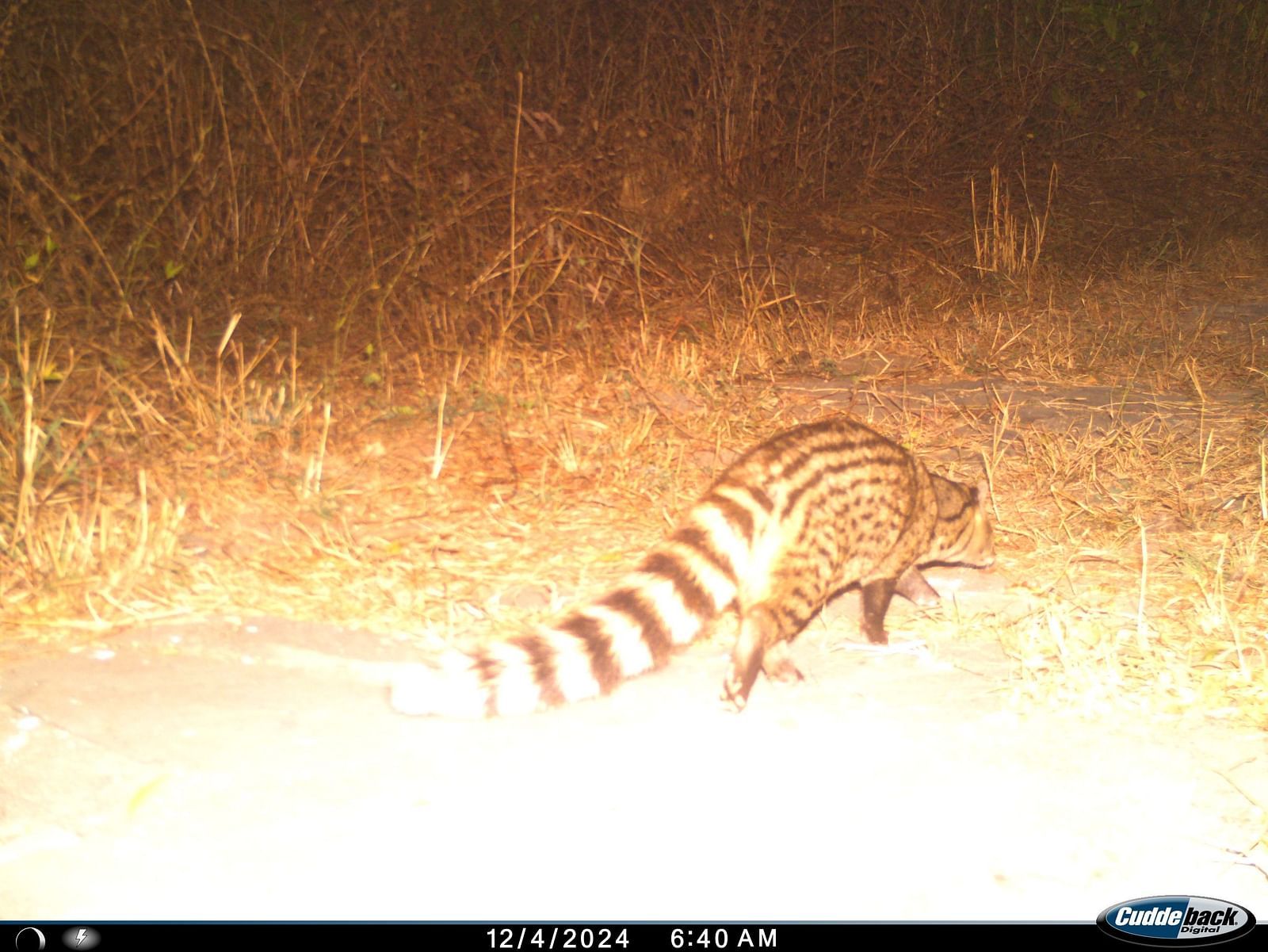 Small Indian civet captured in the night time