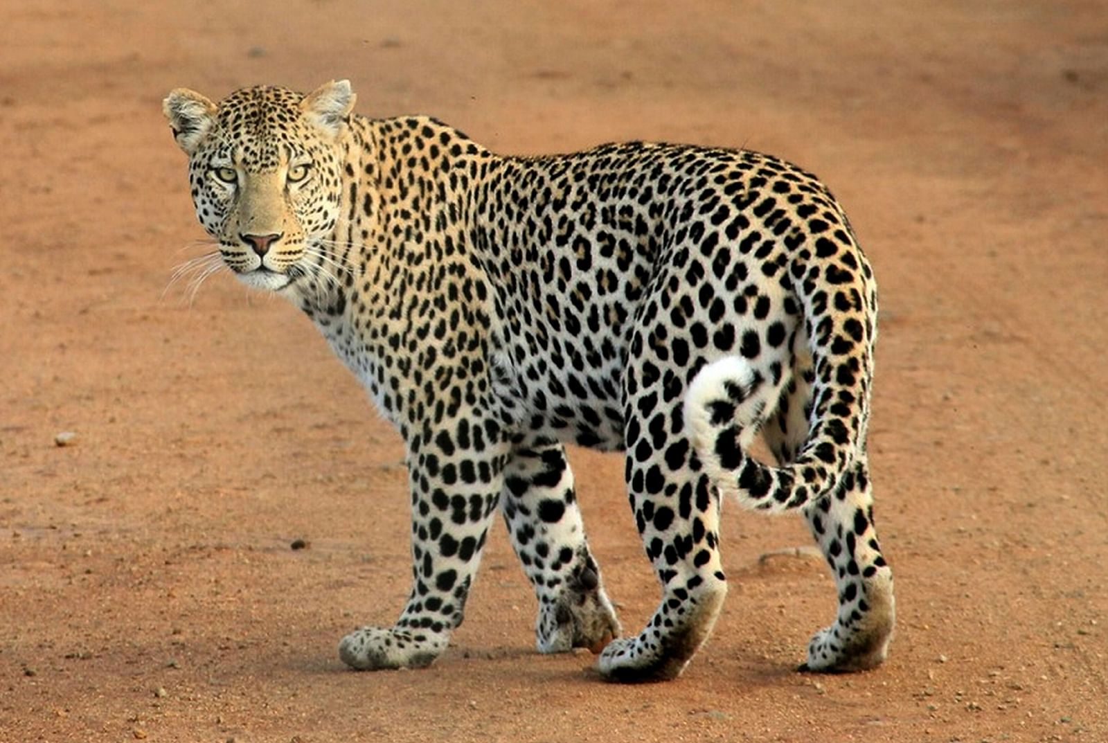 Image of a leopard in the wildlife national park