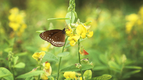 Butterfly garden in Abad Turtle Beach Resort, the best resort in Alleppey