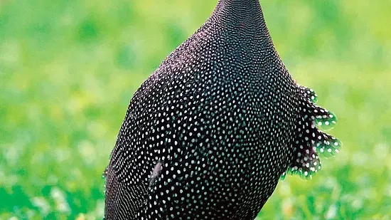 GUINEA FOWL