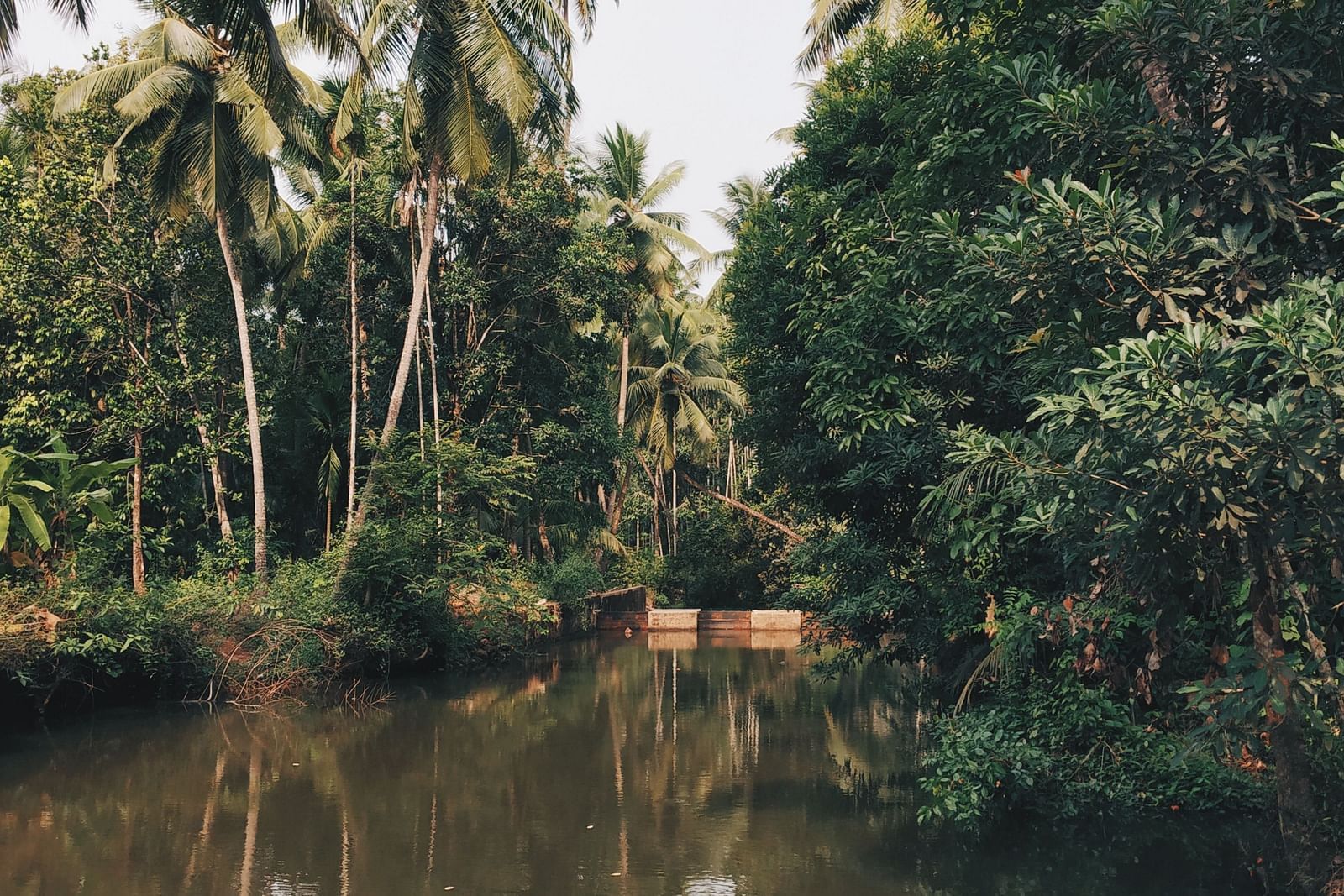 an overview of the backwaters with trees on either side