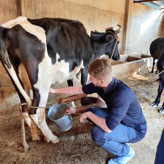 Milking the Cow - Dairy at Umaid Palace