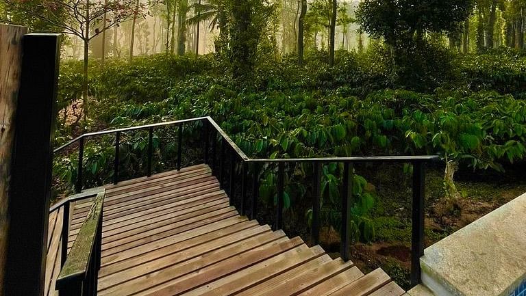 The Coffee Estate Trail at Machaan Wilderness Lodge