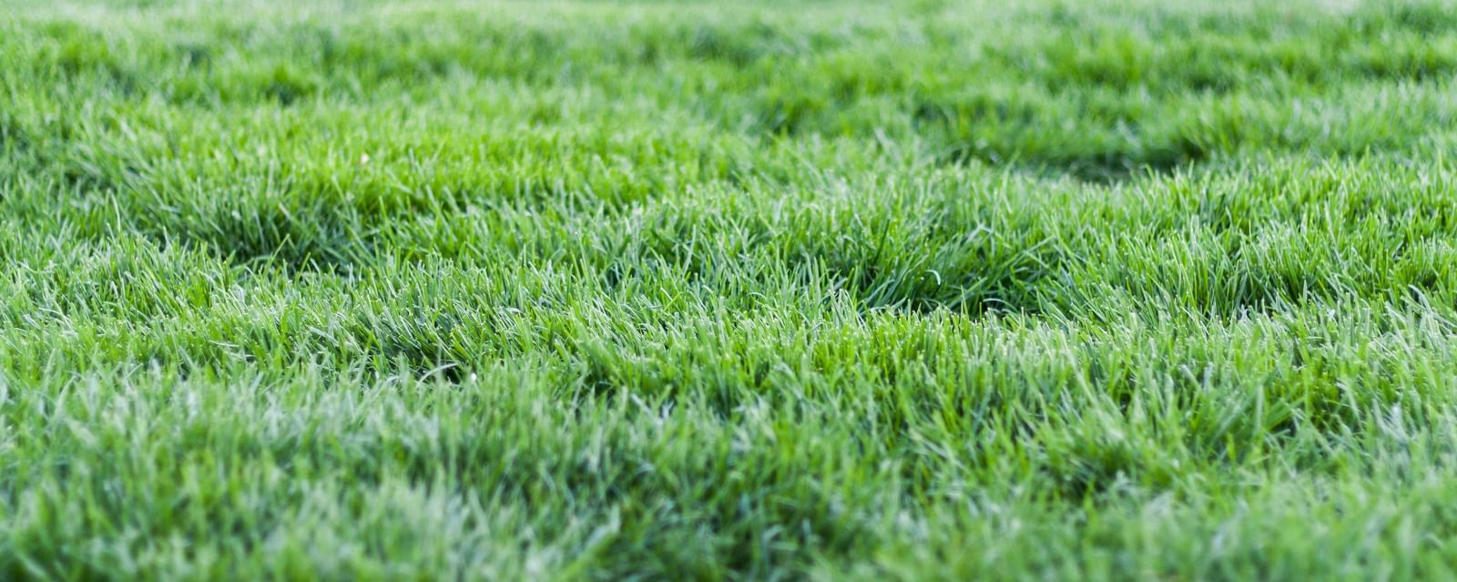 Freshly maintained green lawn with vibrant grass.