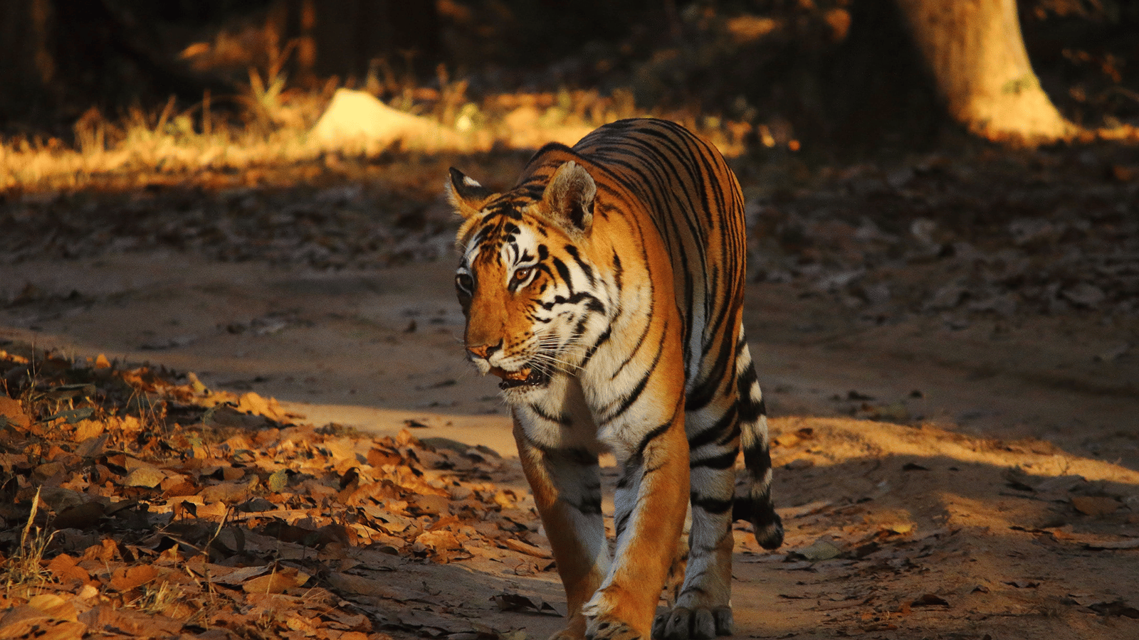 Close-up of a Bengal Tiger walking along a dusty path in sunlight.