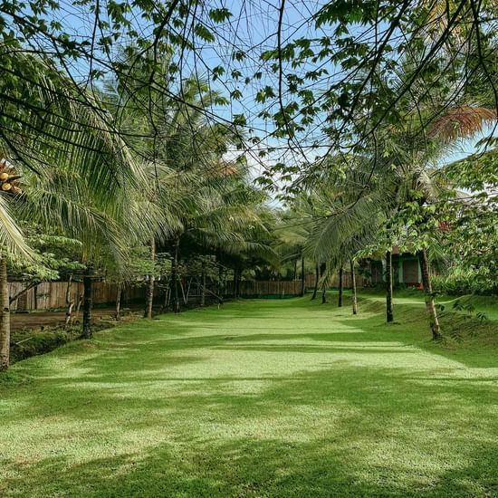 A verdant green lawn surrounded by palm trees and lush foliage under a clear blue sky.