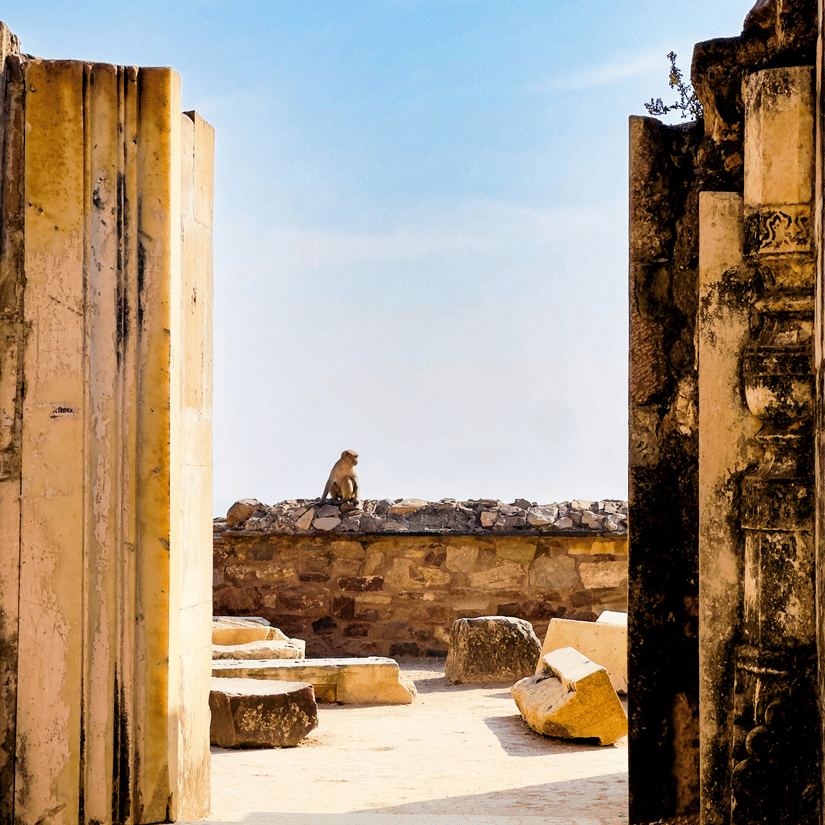 A view of inside the fort where a monkey is sitting on a wall of Bhangarh Fort with blue sky in the background.