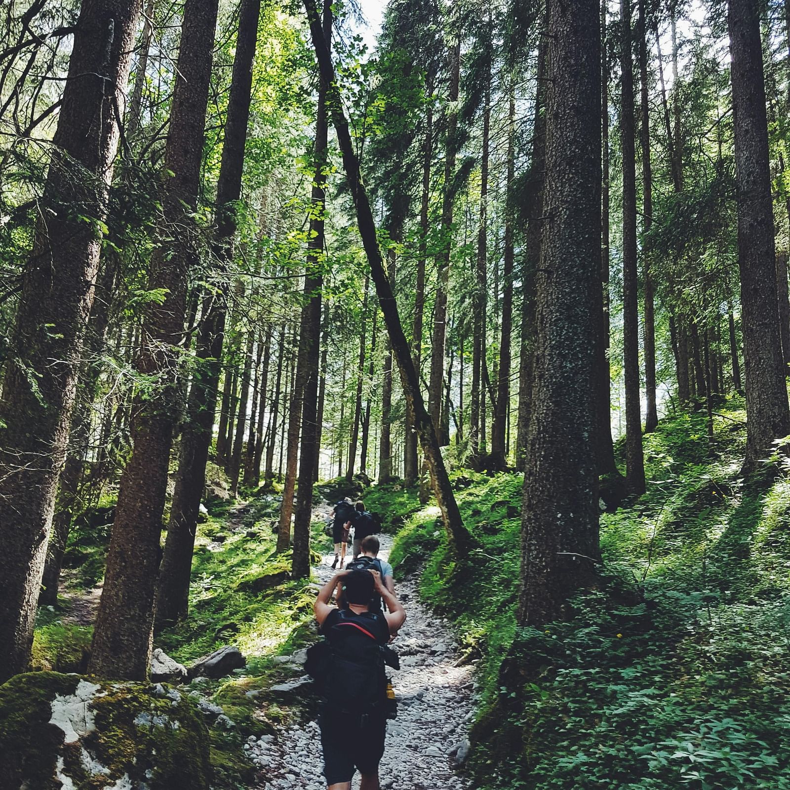 a group of individuals walking a stony pathway surrounded by tall towering trees