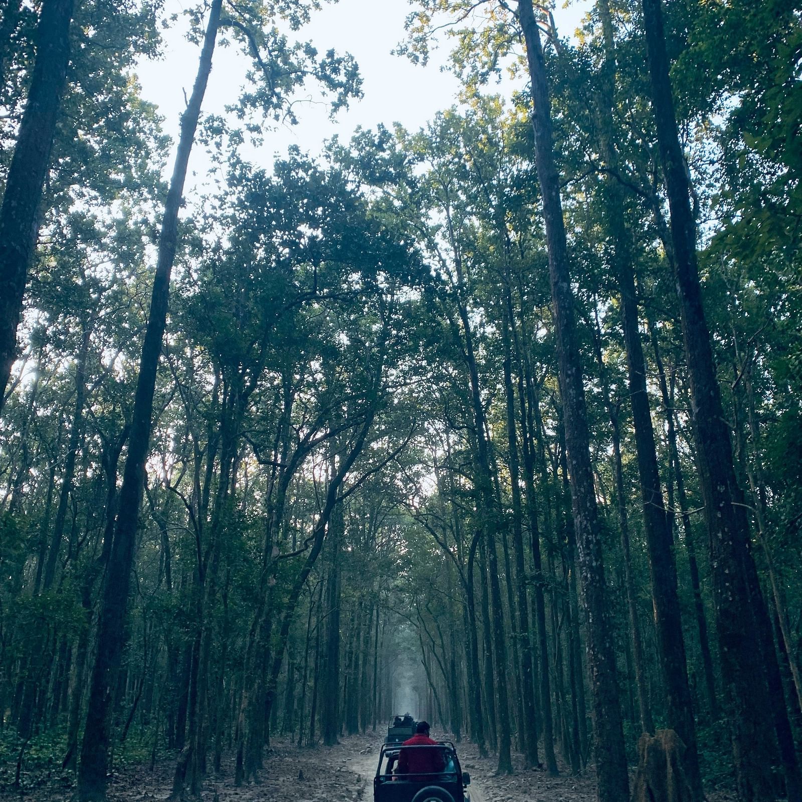 A jeep driving through on off road in a forest