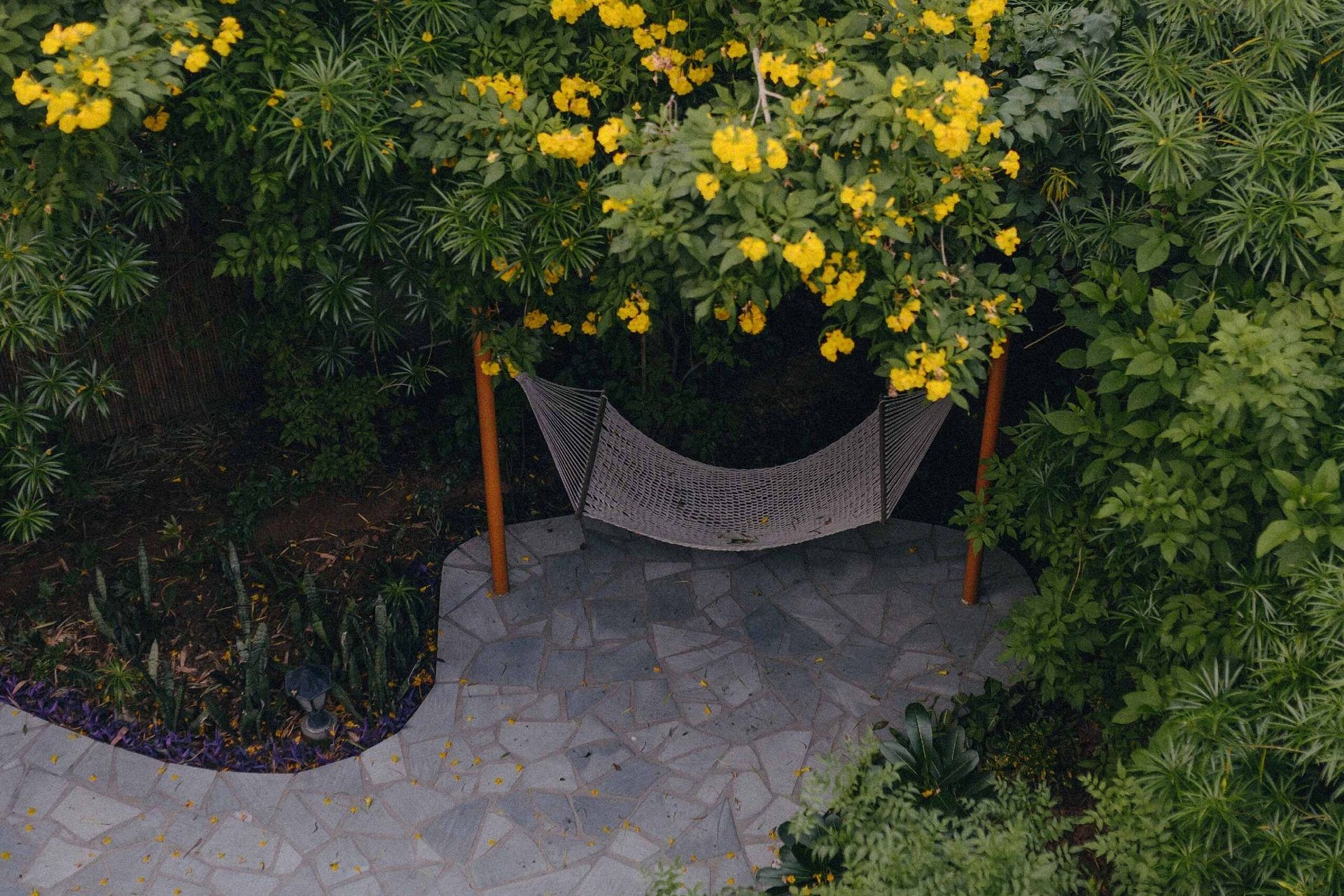 An aerial view of trees with yellow blossoms and plants nearbyy.