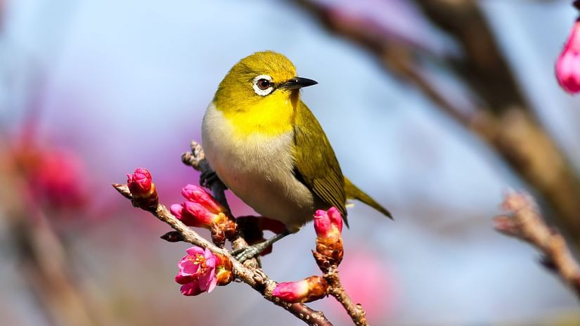 a bird on a branch