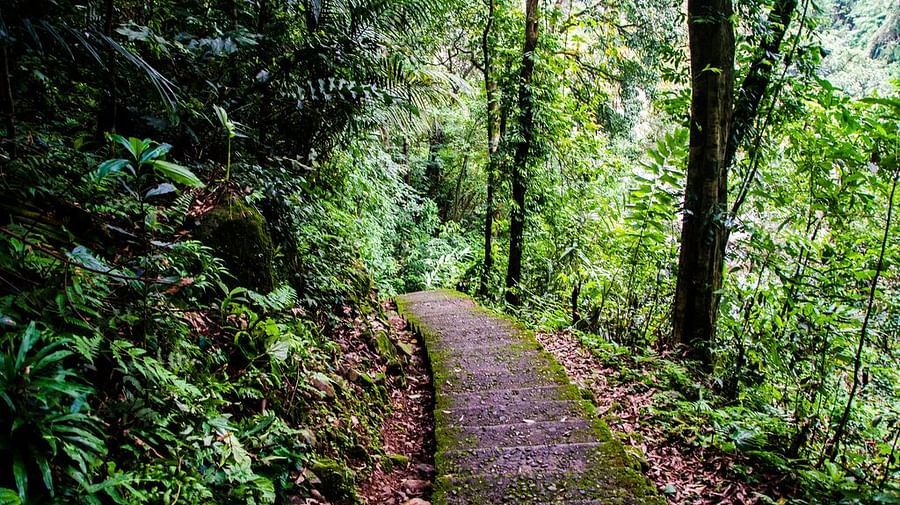 a trekking path amidst nature